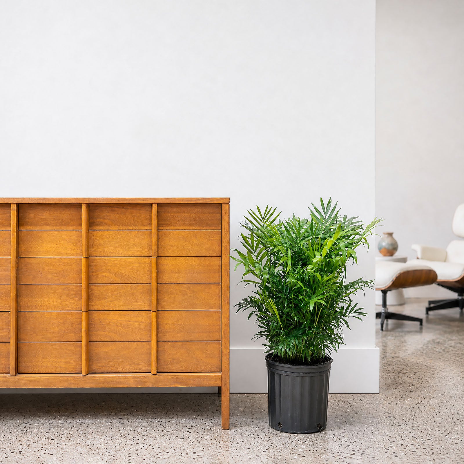 Parlor Palm - House Plants Delivery Toronto - JOMO Studio