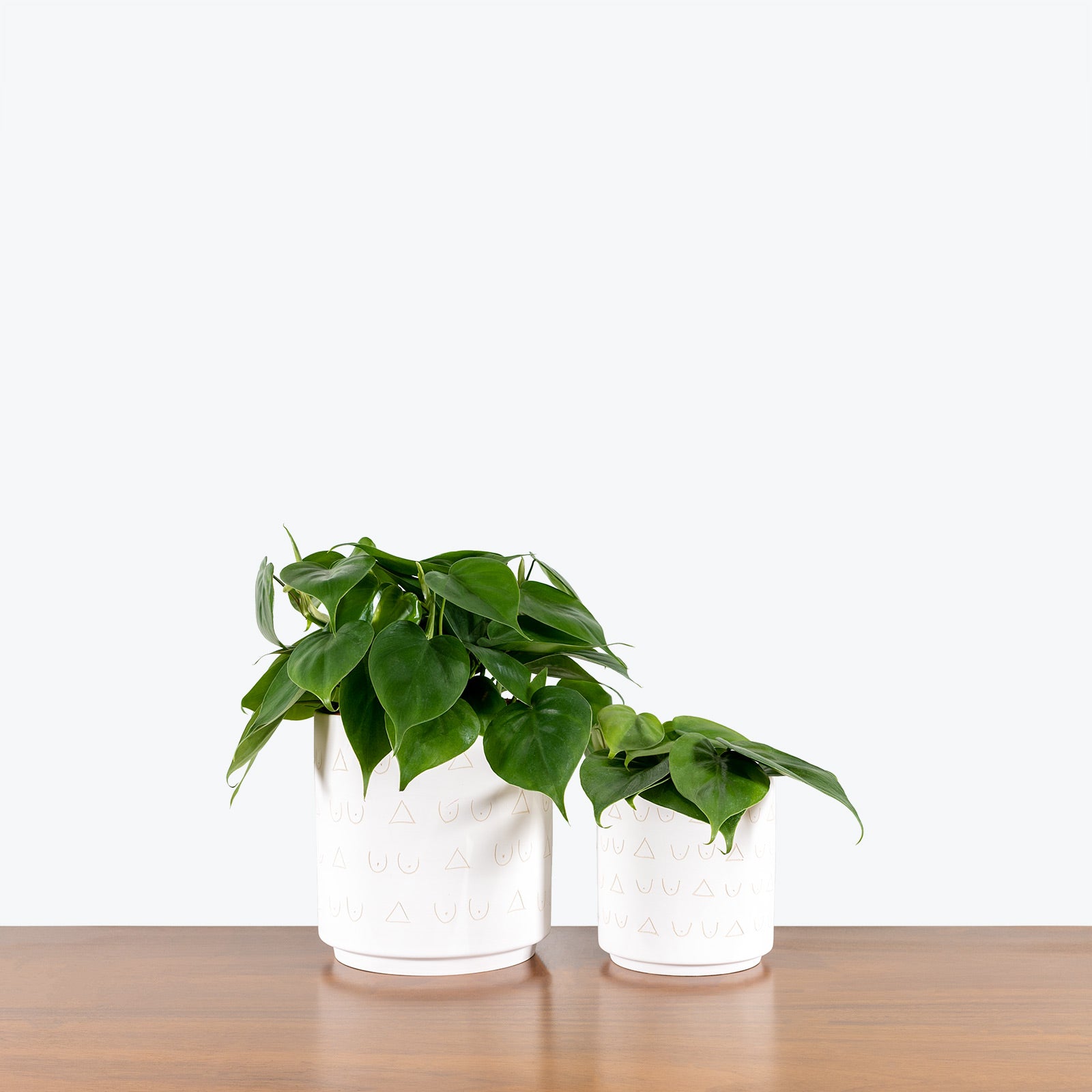 Patterned Circular Planter - House Plants Delivery Toronto - JOMO Studio