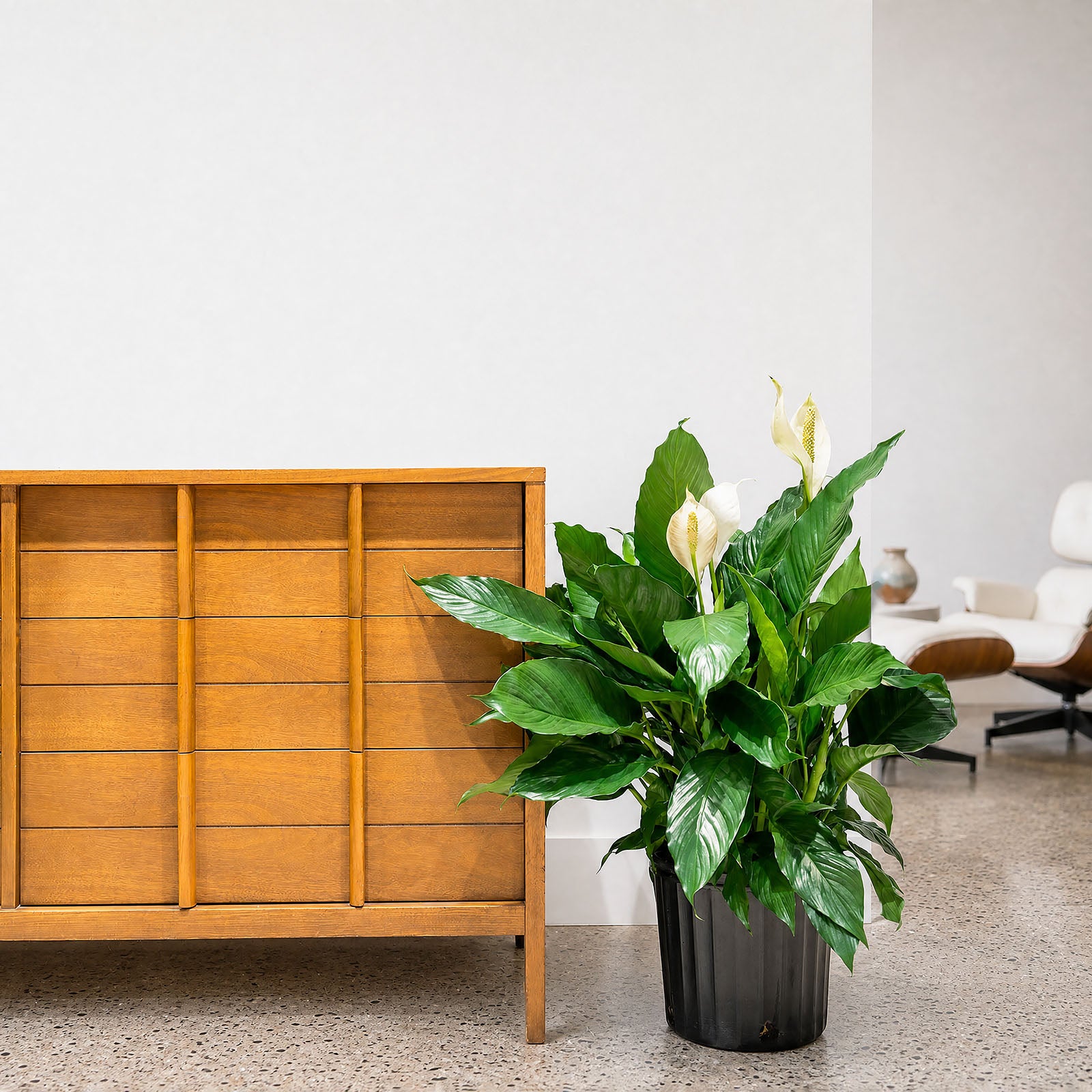 Peace Lily | Care Guide and Pro Tips - Delivery from Toronto across Canada - JOMO Studio