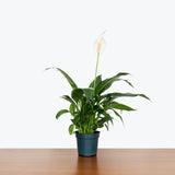 Peace Lily — 4" Pot
