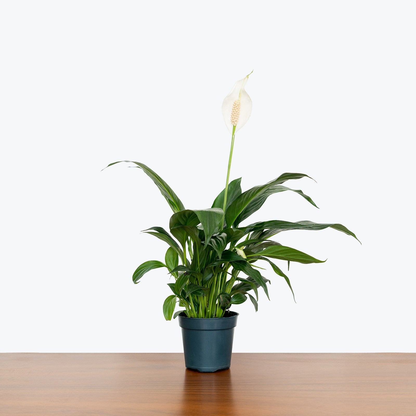 Peace Lily | Care Guide and Pro Tips - Delivery from Toronto across Canada - JOMO Studio