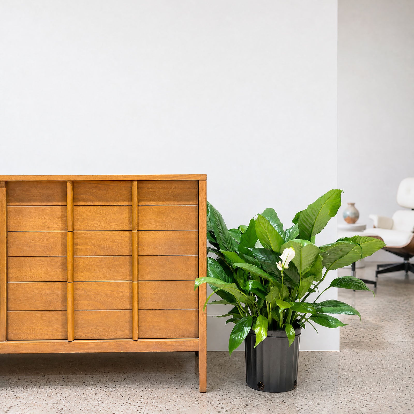 Peace Lily | Care Guide and Pro Tips - Delivery from Toronto across Canada - JOMO Studio