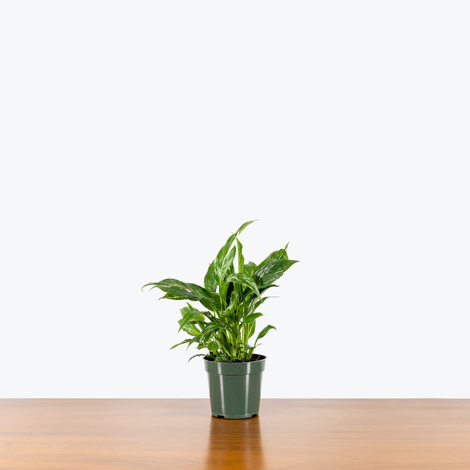 Peace Lily Domino - Spathiphyllum - House Plants Delivery Toronto - JOMO Studio