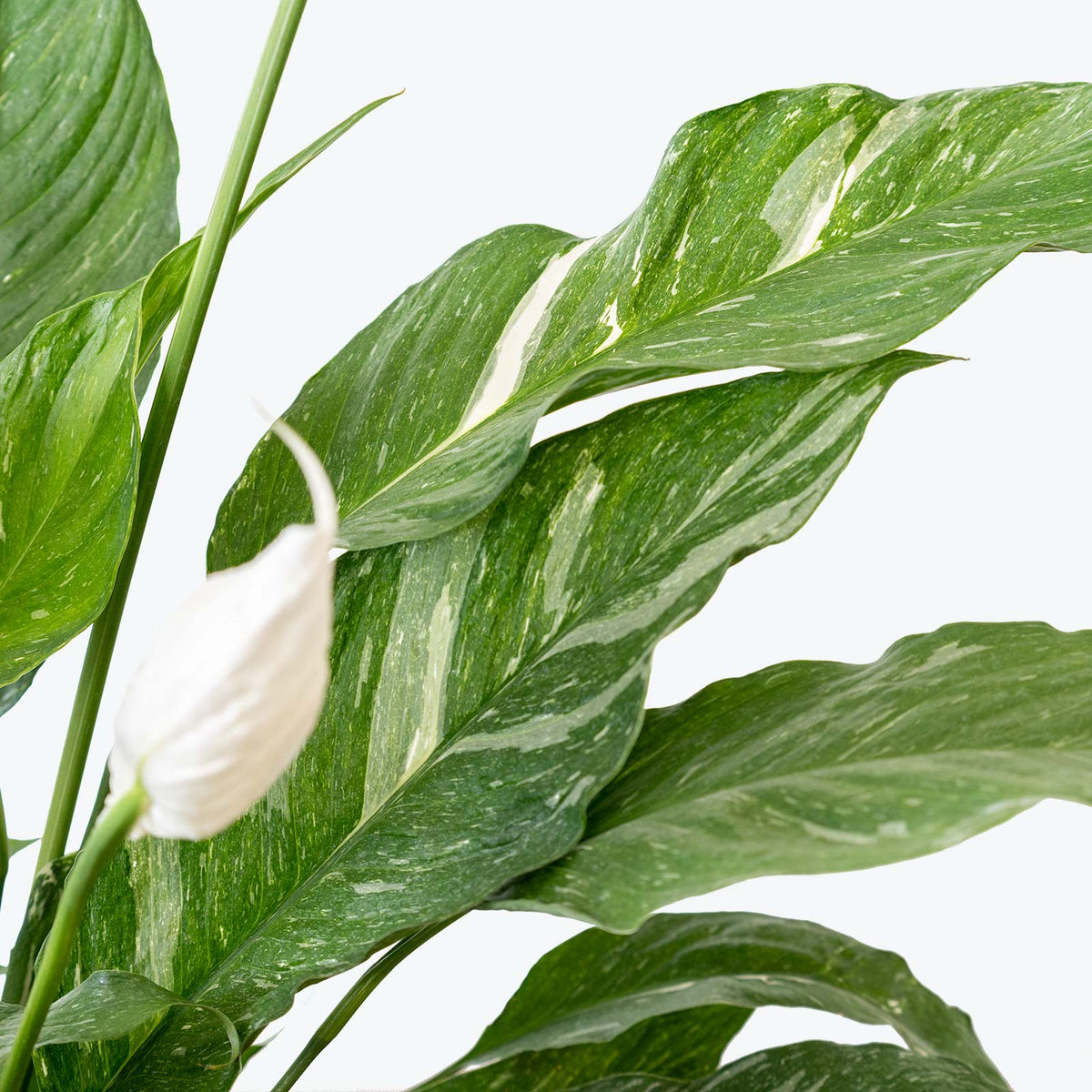 Peace Lily Domino - Spathiphyllum - House Plants Delivery Toronto - JOMO Studio