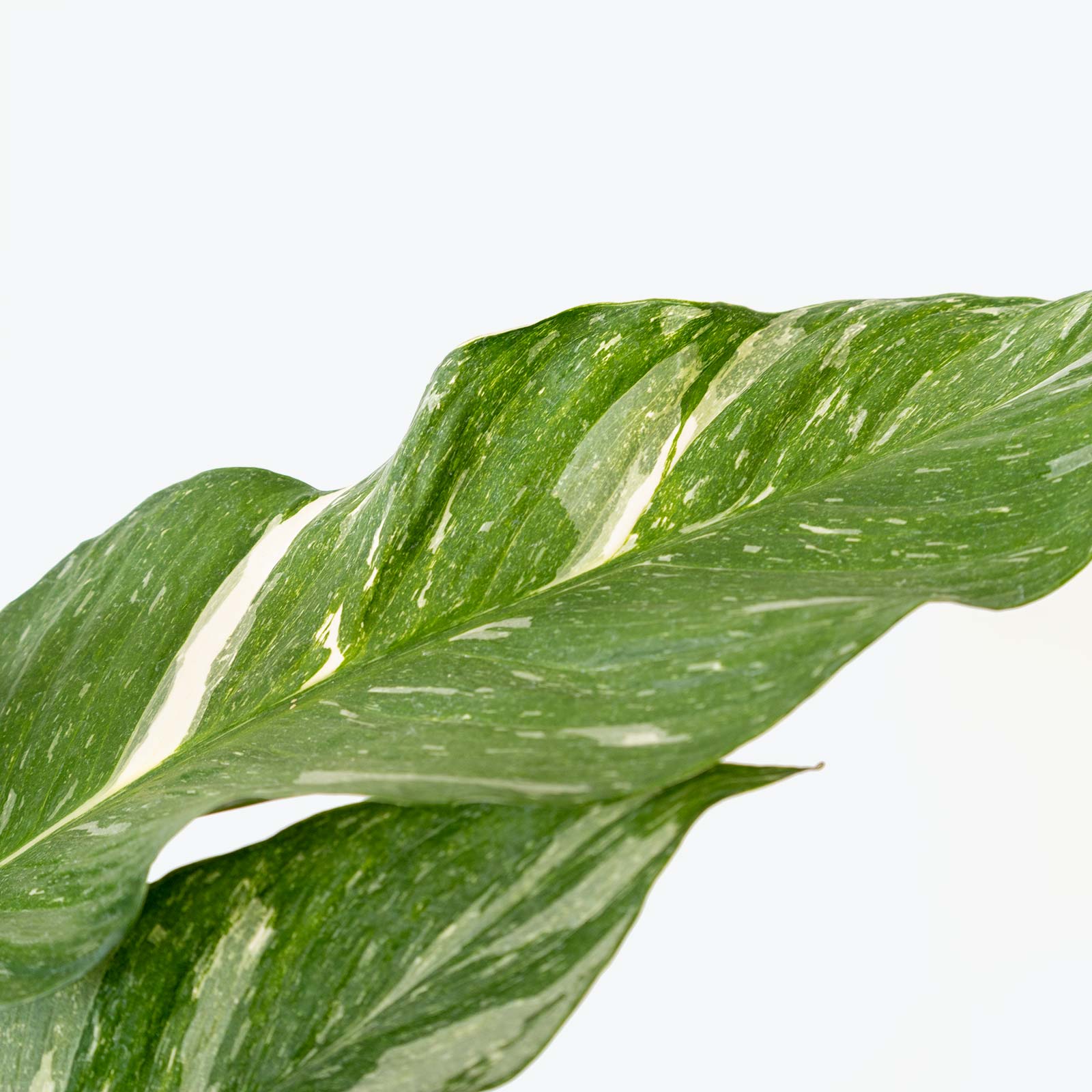 Peace Lily Domino - Spathiphyllum - House Plants Delivery Toronto - JOMO Studio