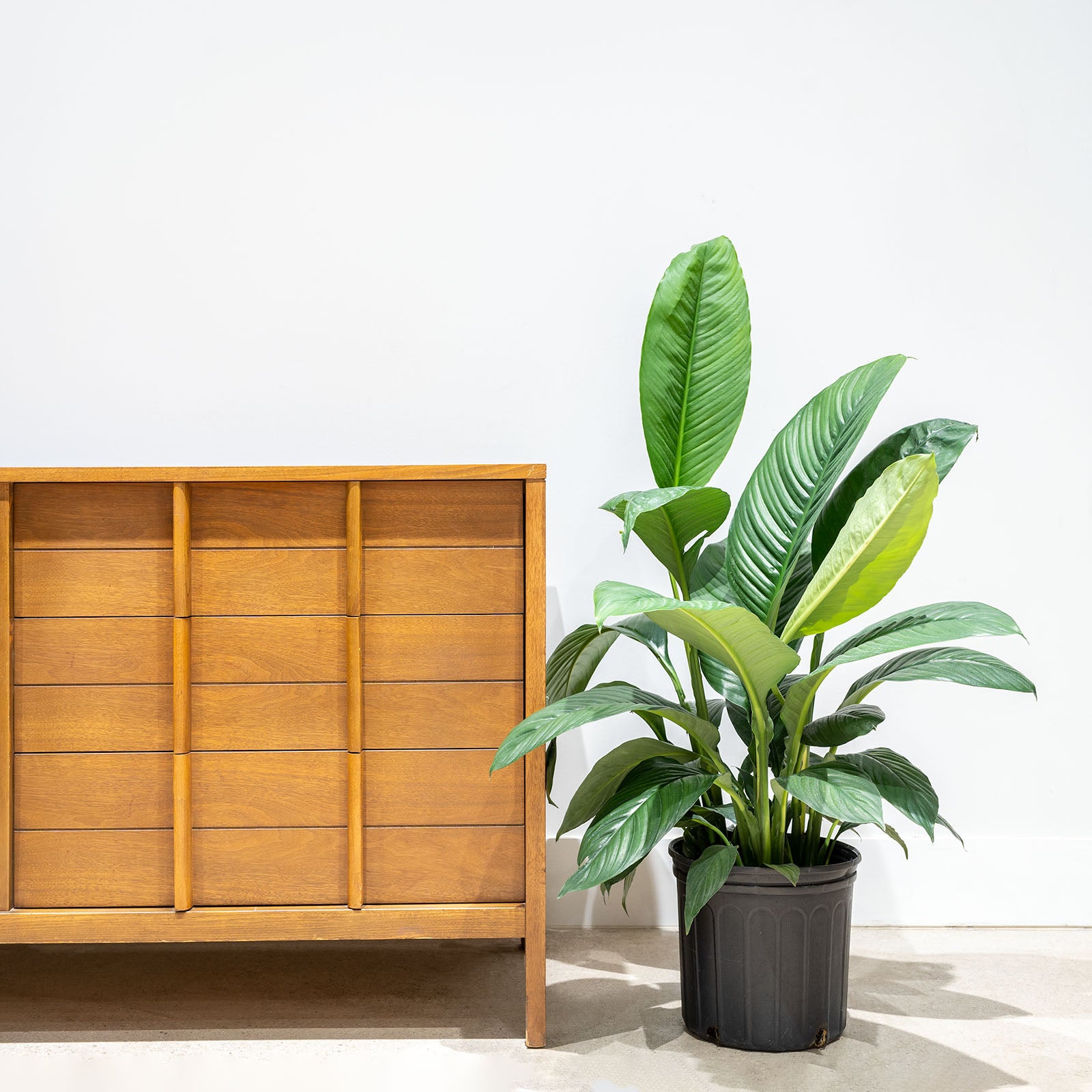 Peace Lily Sensation | Care Guide and Pro Tips - Delivery from Toronto across Canada - JOMO Studio