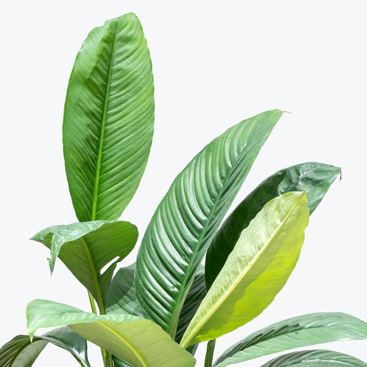 Peace Lily Sensation - Spathiphyllum - House Plants Delivery Toronto - JOMO Studio