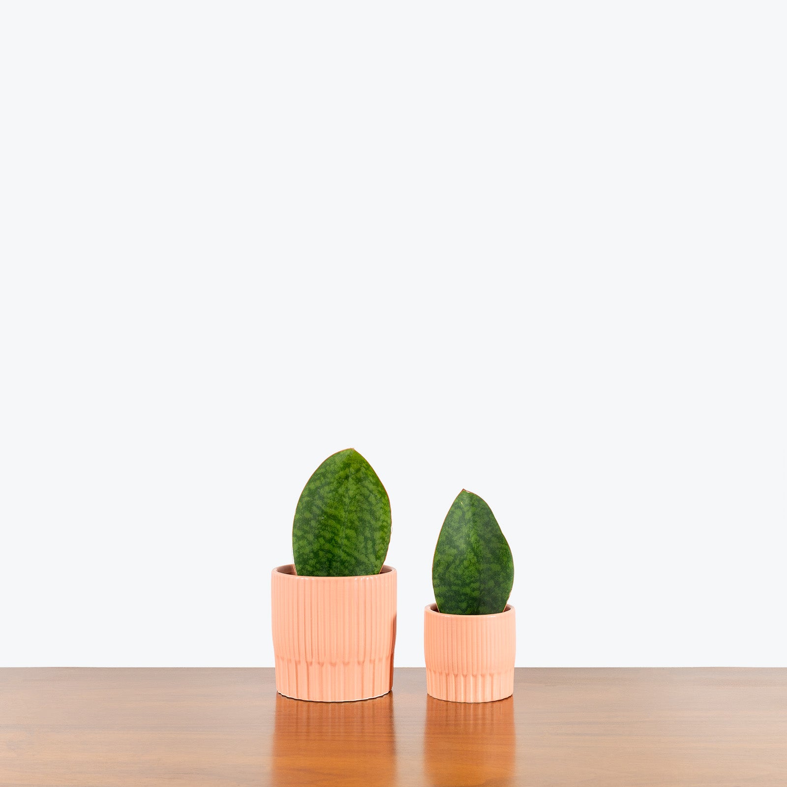 Peach Ceramic Planter - House Plants Delivery Toronto - JOMO Studio