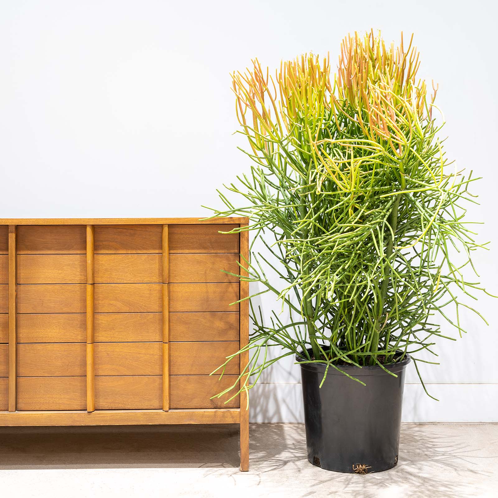 Pencil Cactus | Euphorbia Tirucalli 'Firestick' | Care Guide and Pro Tips - Delivery from Toronto across Canada - JOMO Studio