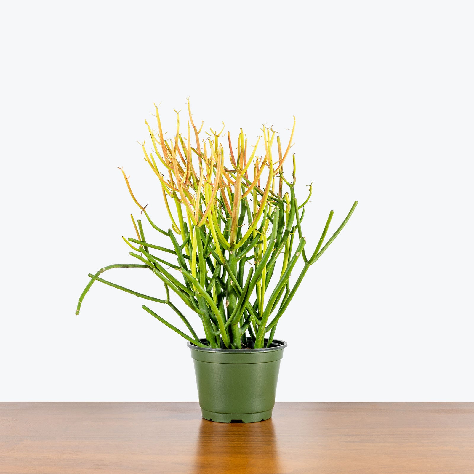 Pencil Cactus | Euphorbia Tirucalli 'Firestick' | Care Guide and Pro Tips - Delivery from Toronto across Canada - JOMO Studio