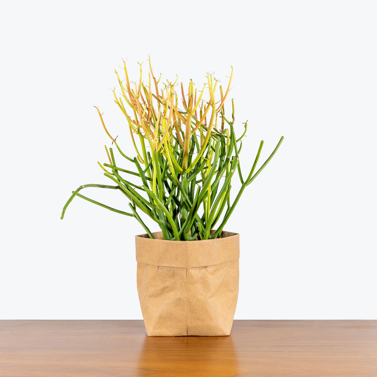 Pencil Cactus Firestick - Euphorbia Tirucalli - House Plants Delivery Toronto - JOMO Studio