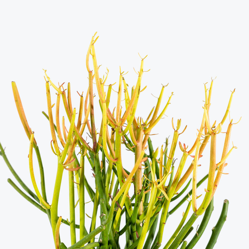 Pencil Cactus | Euphorbia Tirucalli 'Firestick' | Care Guide and Pro Tips - Delivery from Toronto across Canada - JOMO Studio