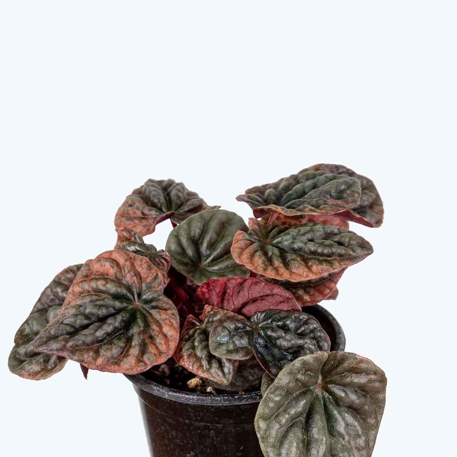 Peperomia Abricos - House Plants Delivery Toronto - JOMO Studio