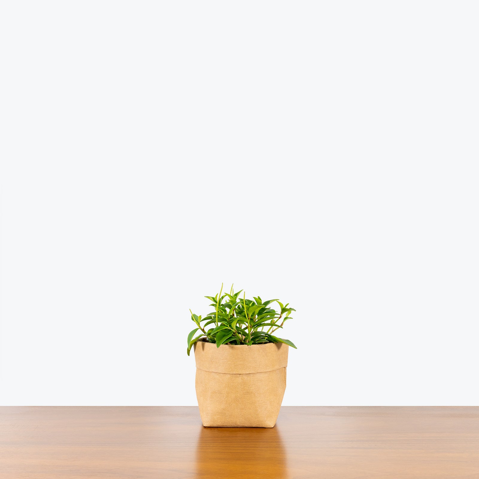 Peperomia Amigo Marcello - House Plants Delivery Toronto - JOMO Studio