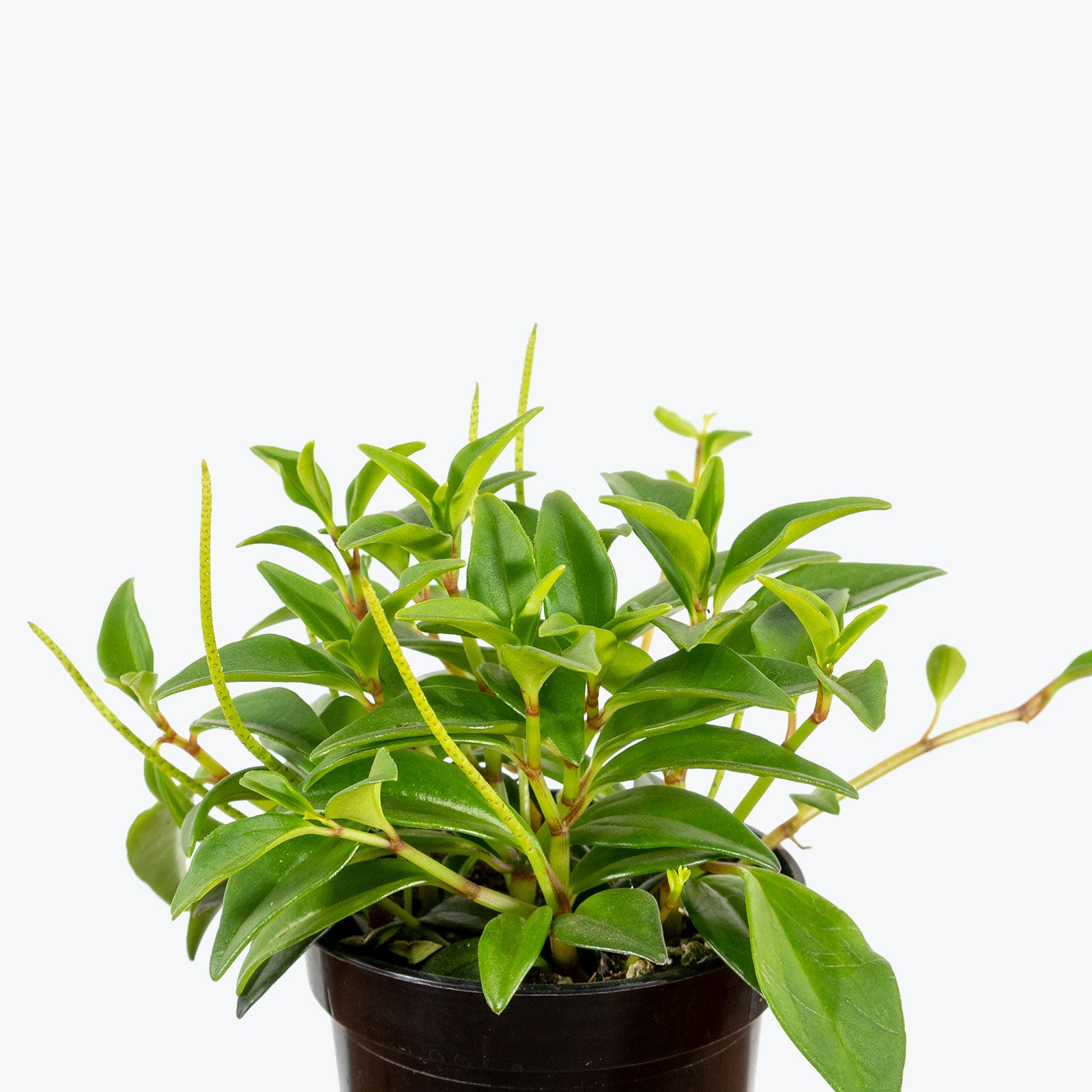 Peperomia Amigo Marcello - House Plants Delivery Toronto - JOMO Studio