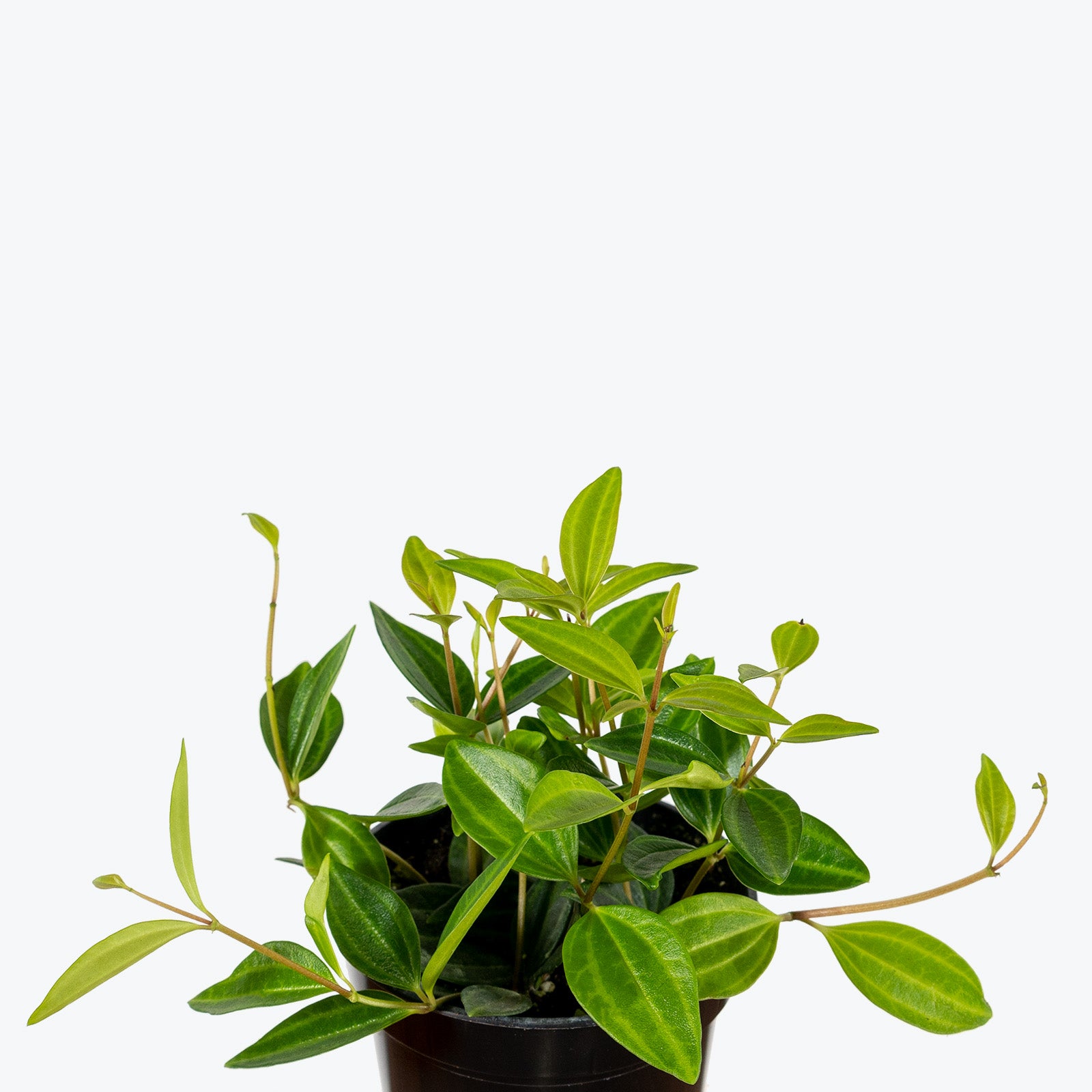 Peperomia Angulata - House Plants Delivery Toronto - JOMO Studio