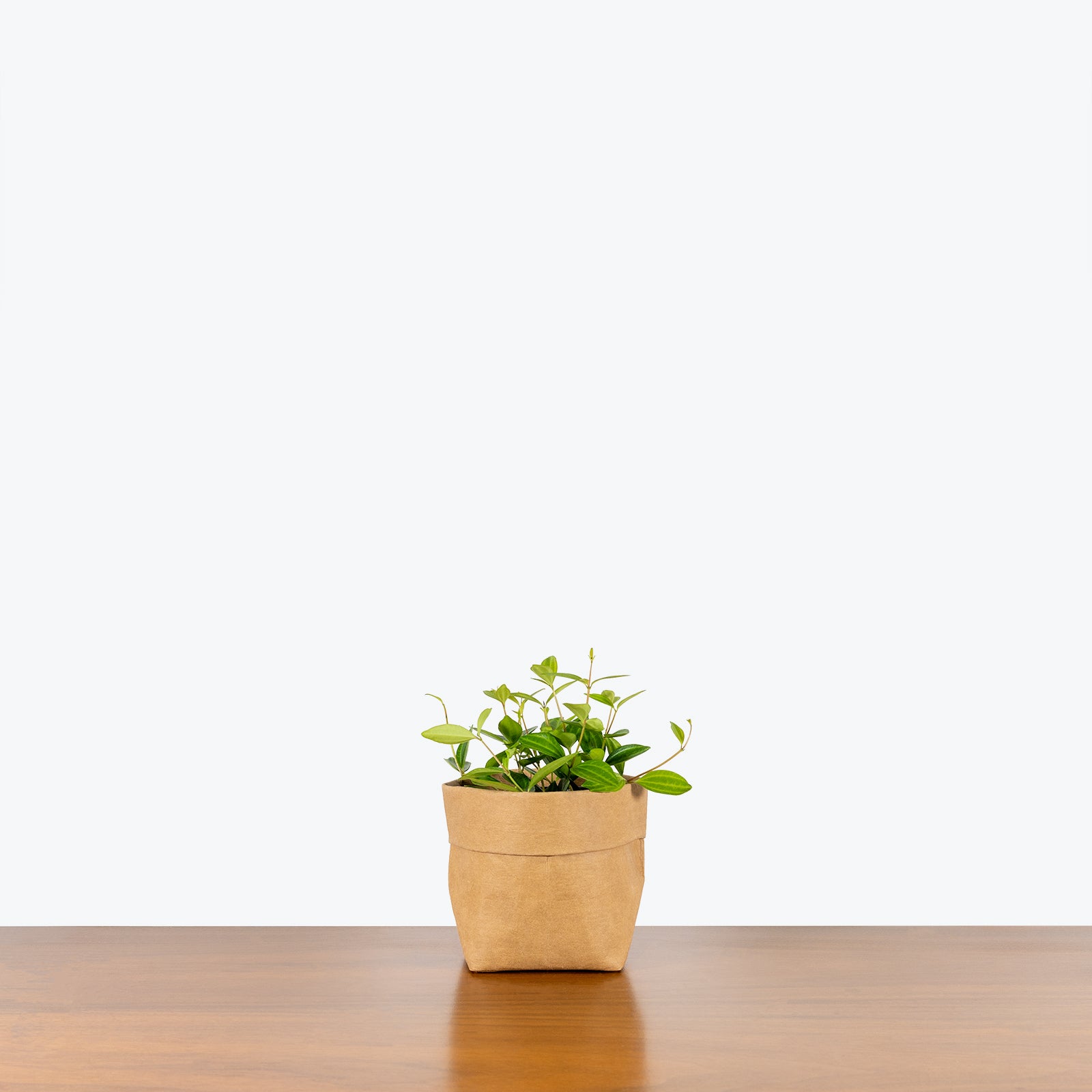 Peperomia Angulata - House Plants Delivery Toronto - JOMO Studio