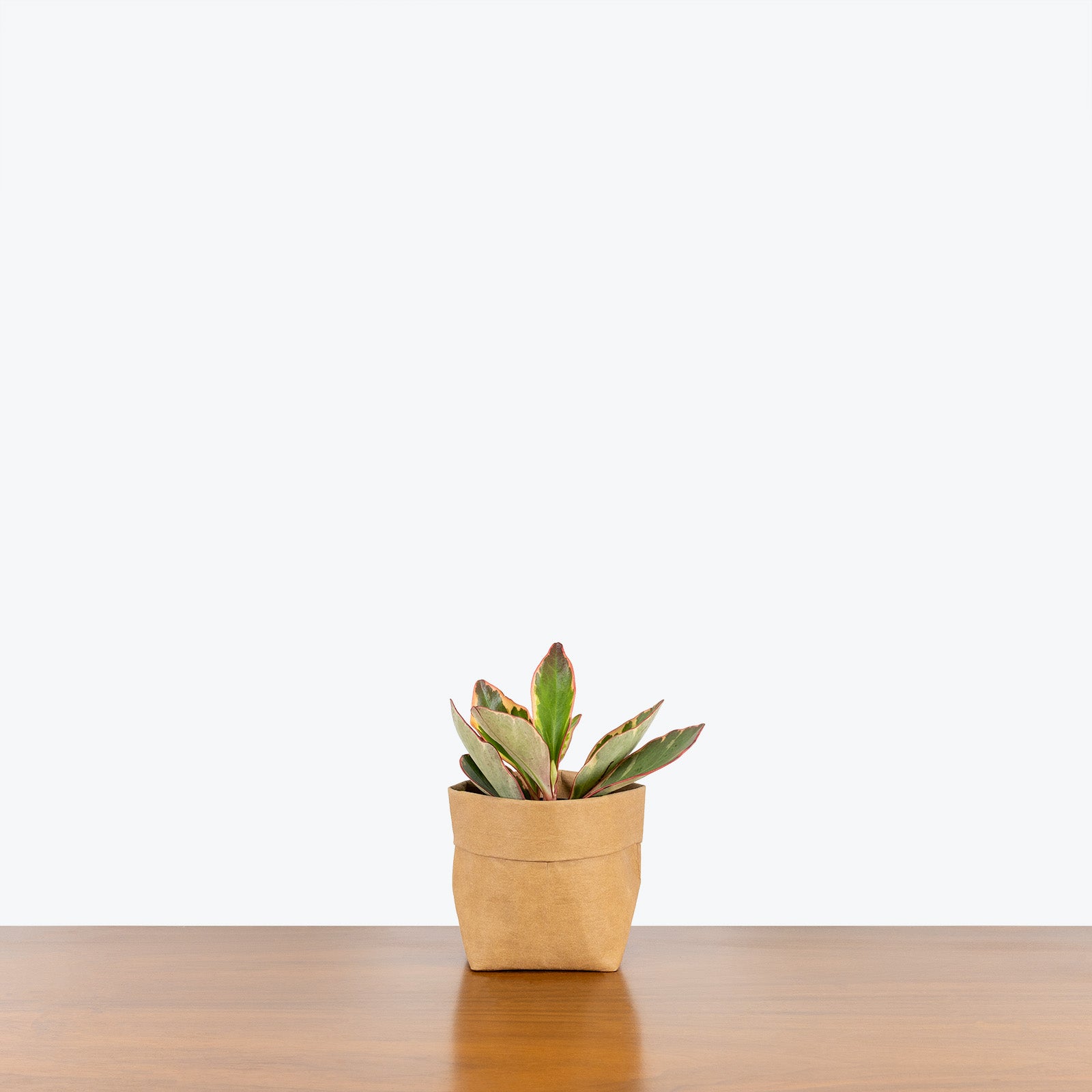 Peperomia Clusiifolia Ginny - House Plants Delivery Toronto - JOMO Studio