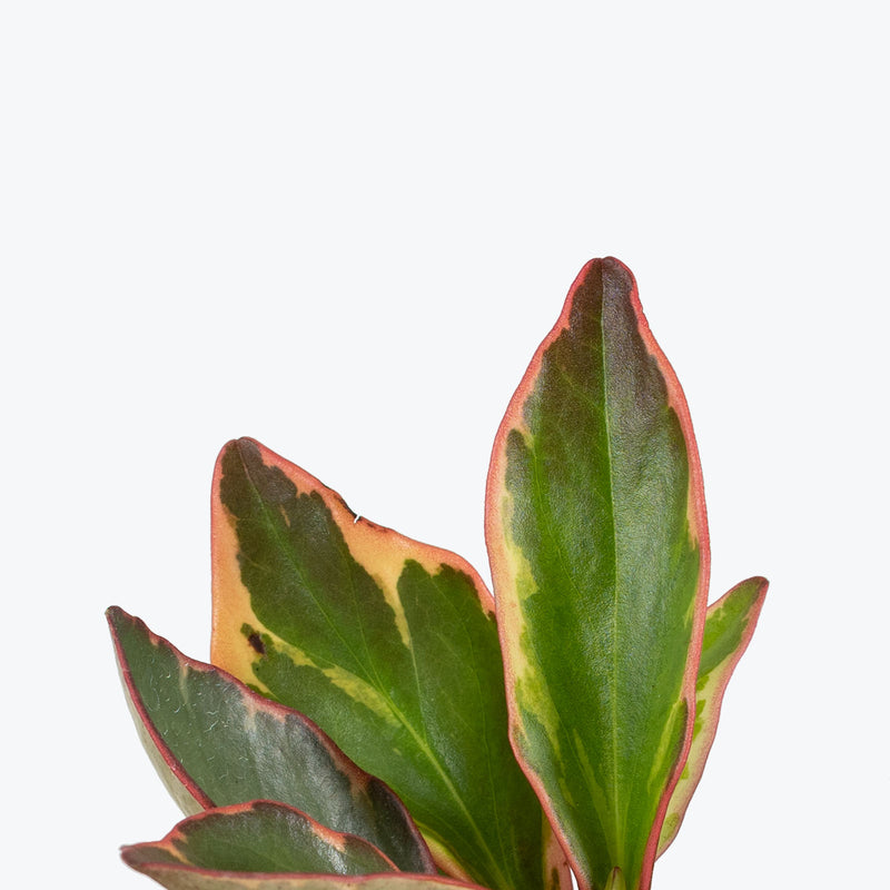 Peperomia Clusiifolia Ginny - House Plants Delivery Toronto - JOMO Studio