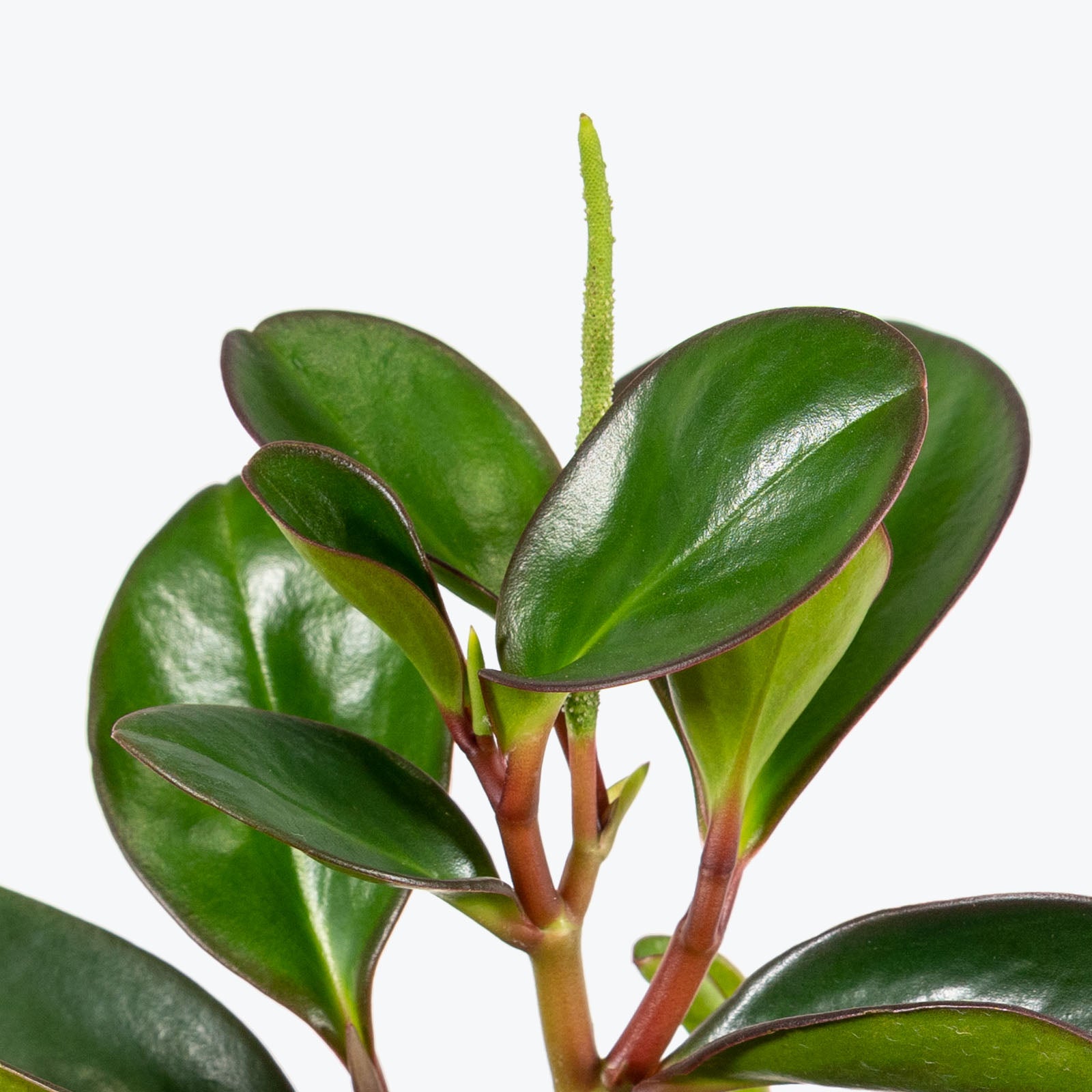 Peperomia Clusiifolia Red Edge - House Plants Delivery Toronto - JOMO Studio