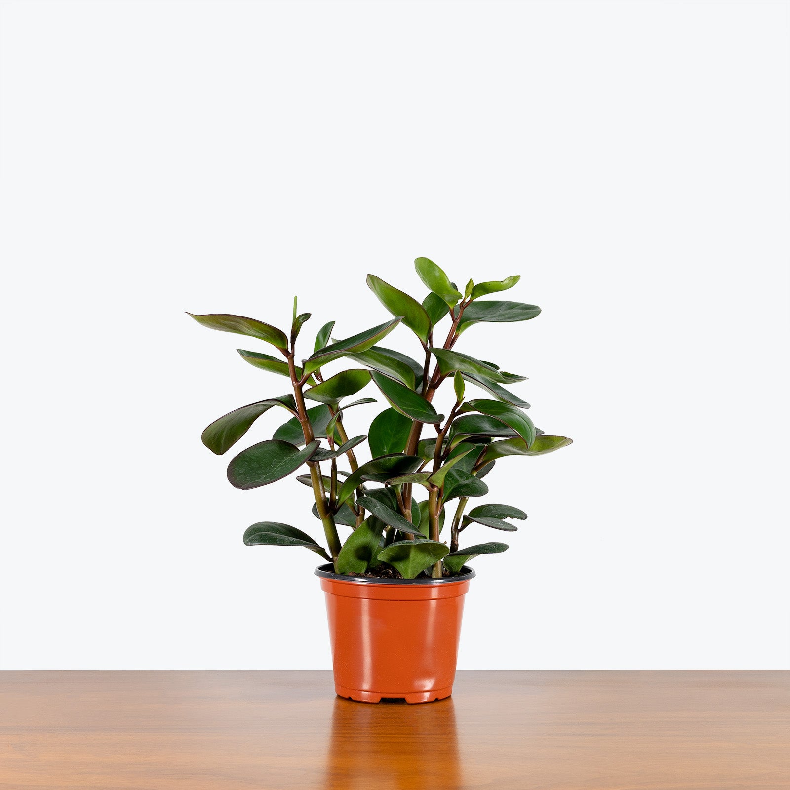 Peperomia Clusiifolia Red Edge - House Plants Delivery Toronto - JOMO Studio