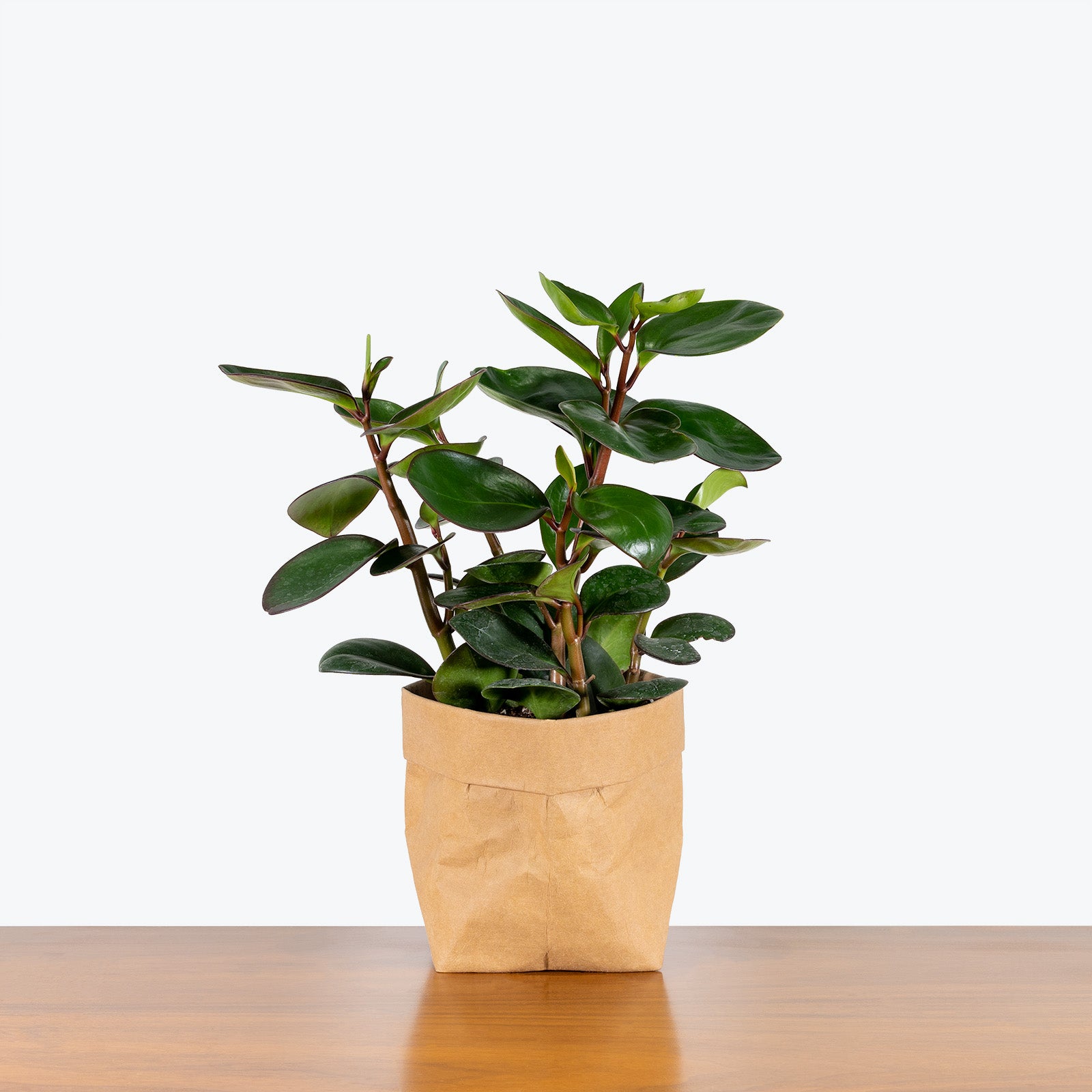 Peperomia Clusiifolia Red Edge - House Plants Delivery Toronto - JOMO Studio