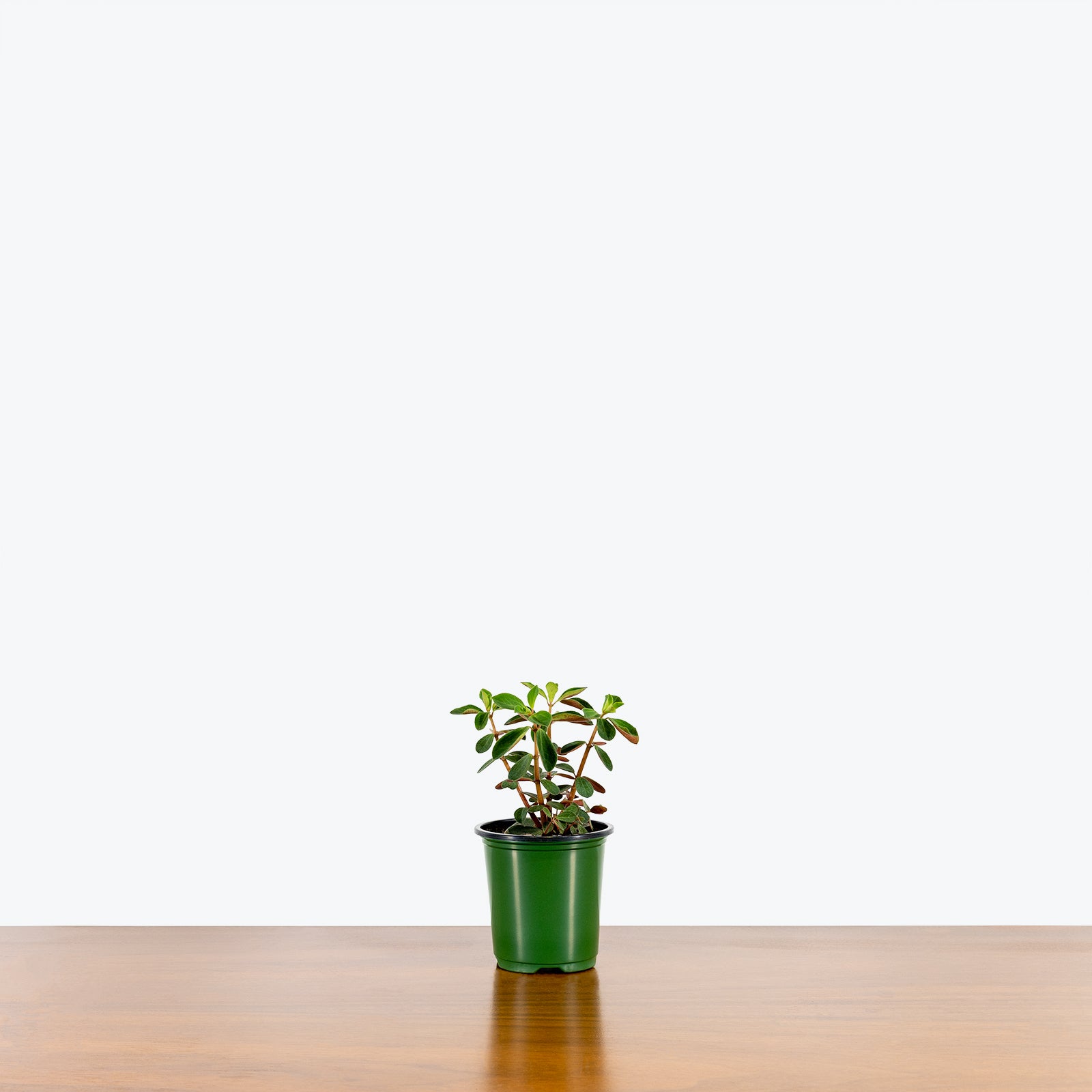 Peperomia Double Duty - House Plants Delivery Toronto - JOMO Studio