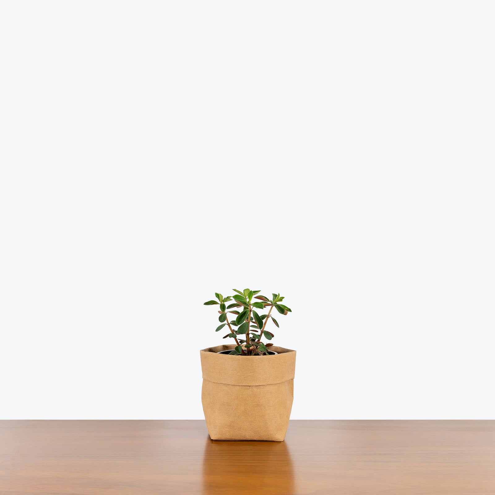 Peperomia Double Duty - House Plants Delivery Toronto - JOMO Studio