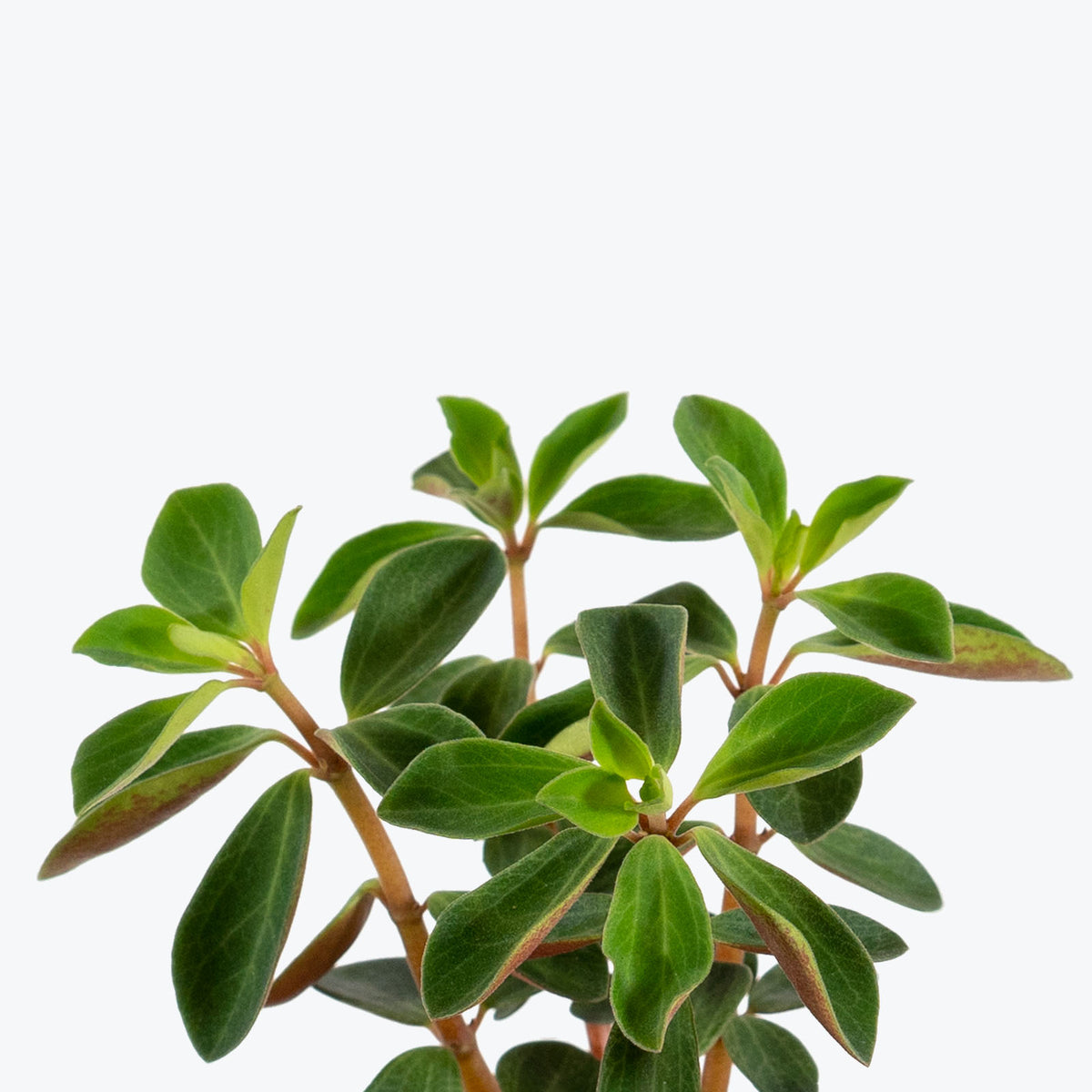Peperomia Double Duty - House Plants Delivery Toronto - JOMO Studio
