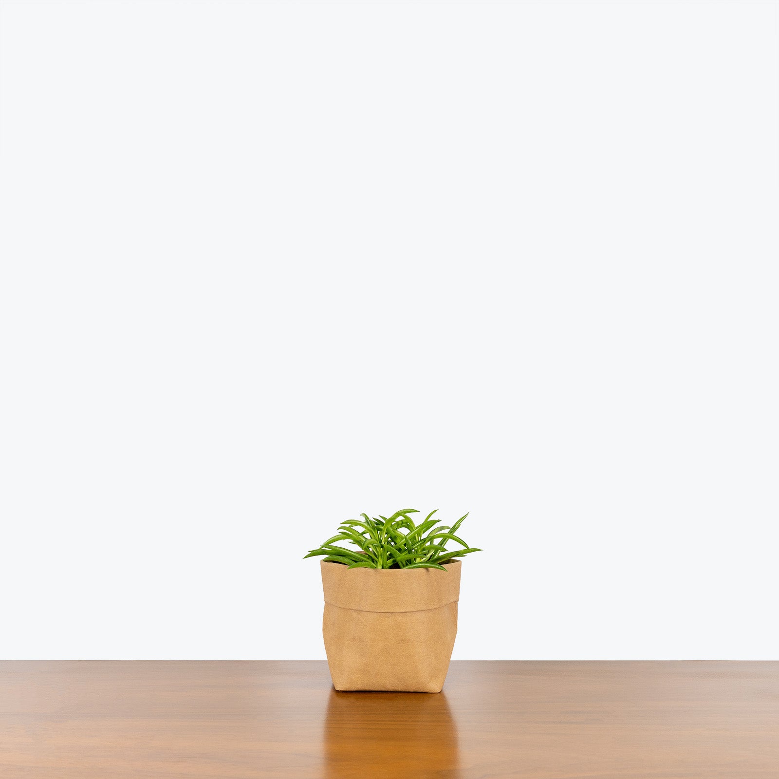 Peperomia Ferreyrae - Happy Bean Peperomia - House Plants Delivery Toronto - JOMO Studio