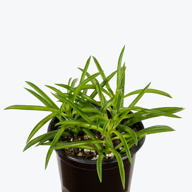 Peperomia Ferreyrae - Happy Bean Peperomia - House Plants Delivery Toronto - JOMO Studio