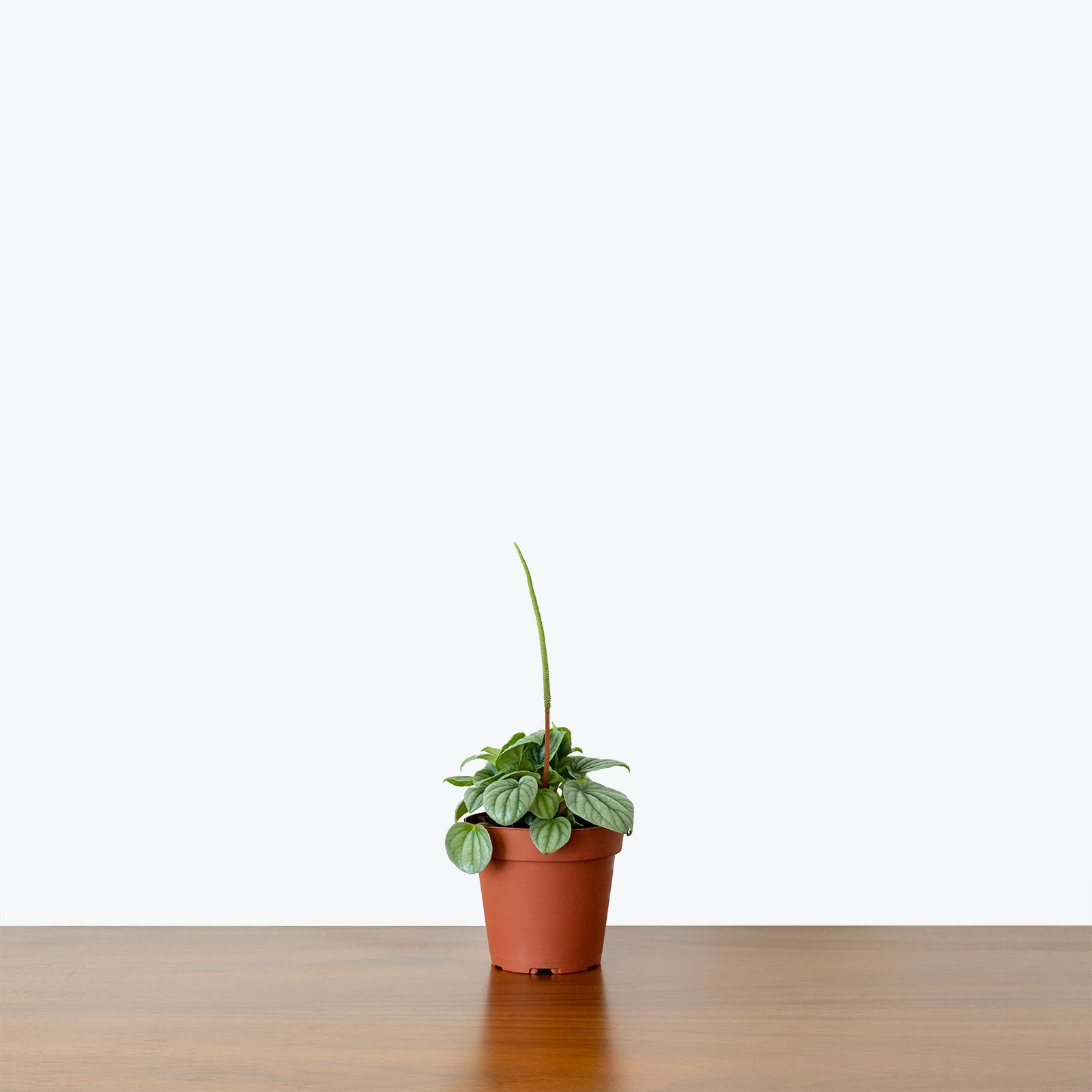 Peperomia Frost - House Plants Delivery Toronto - JOMO Studio