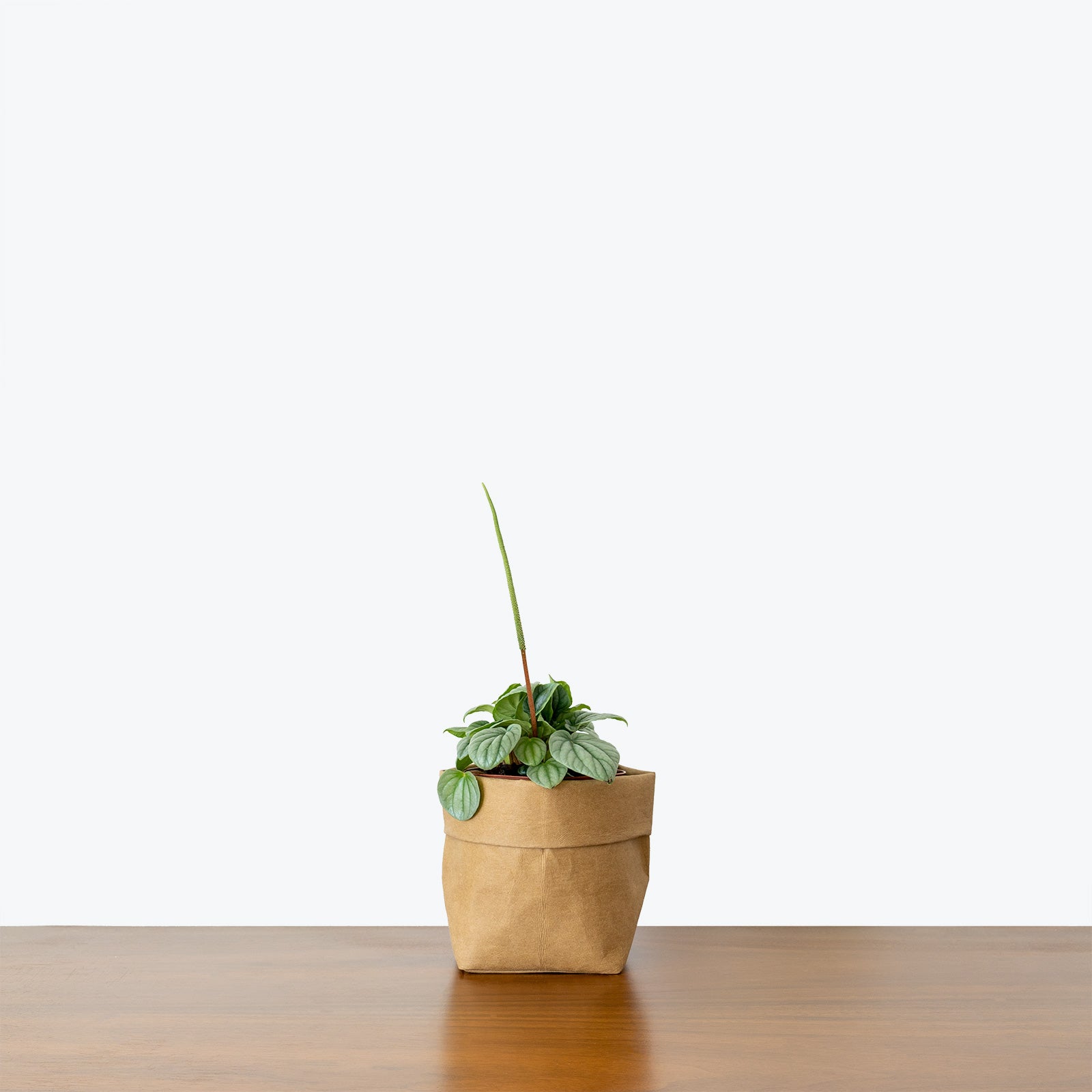 Peperomia Frost - House Plants Delivery Toronto - JOMO Studio