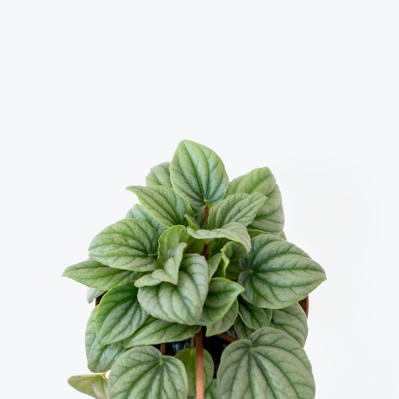 Peperomia Frost - House Plants Delivery Toronto - JOMO Studio