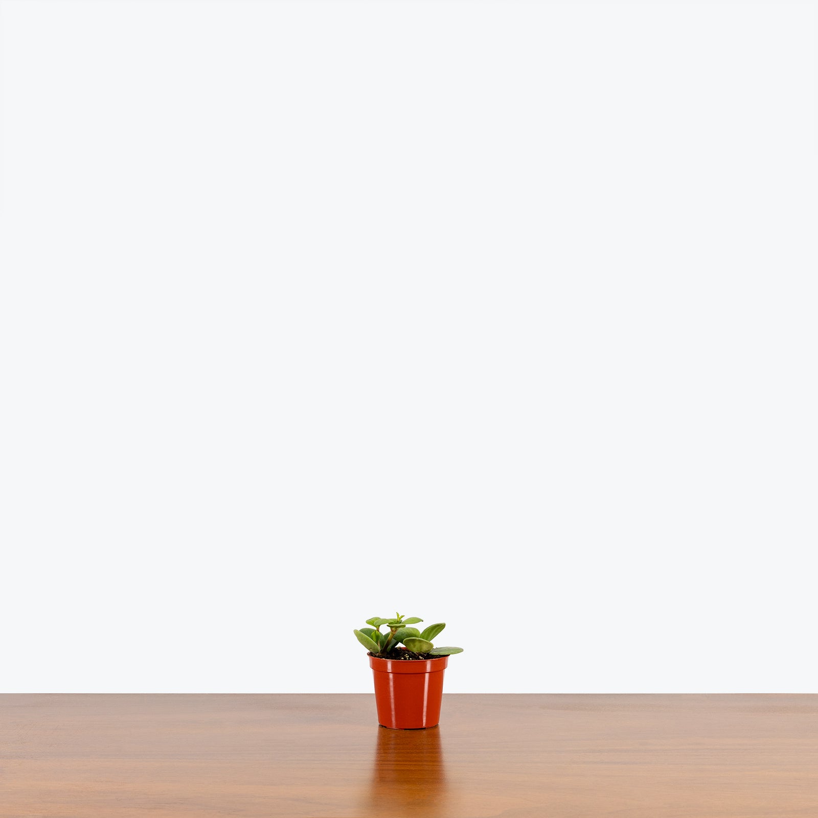 Peperomia Hope - House Plants Delivery Toronto - JOMO Studio