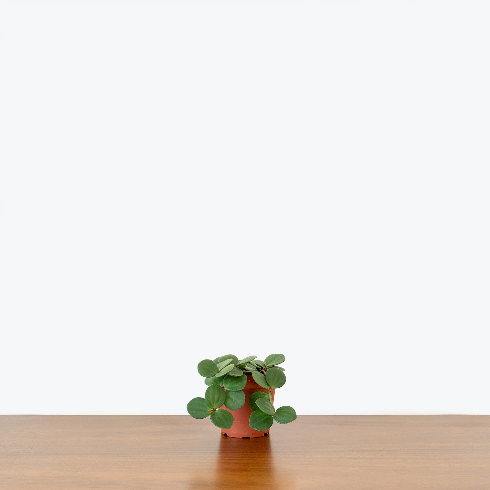 Peperomia Hope - House Plants Delivery Toronto - JOMO Studio