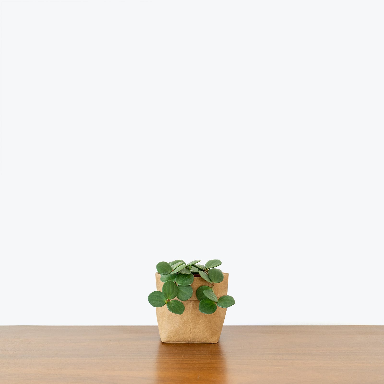 Peperomia Hope - House Plants Delivery Toronto - JOMO Studio