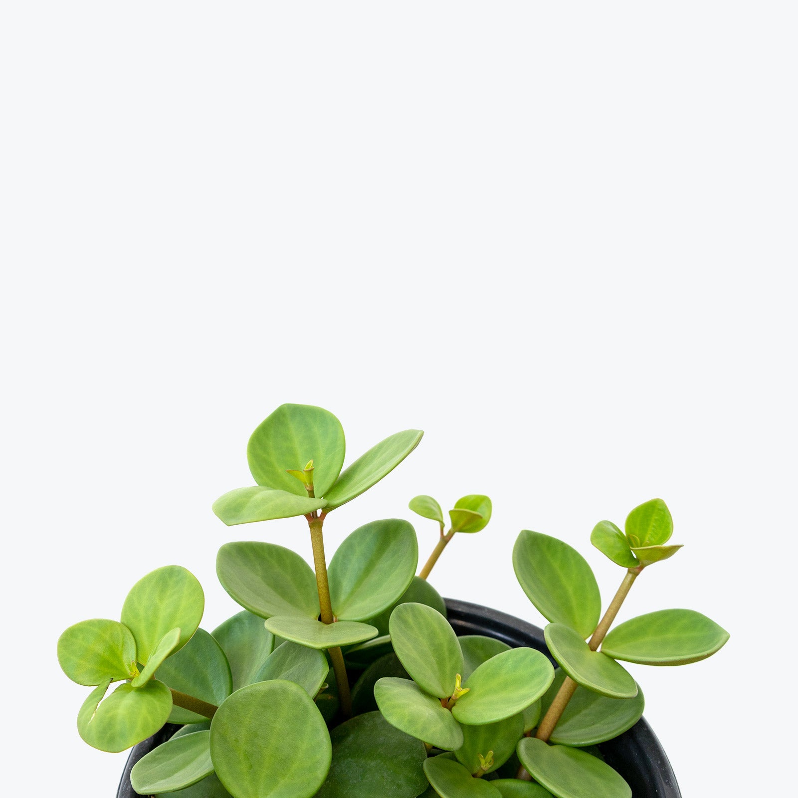 Peperomia Hope | Care Guide and Pro Tips - Delivery from Toronto across Canada - JOMO Studio