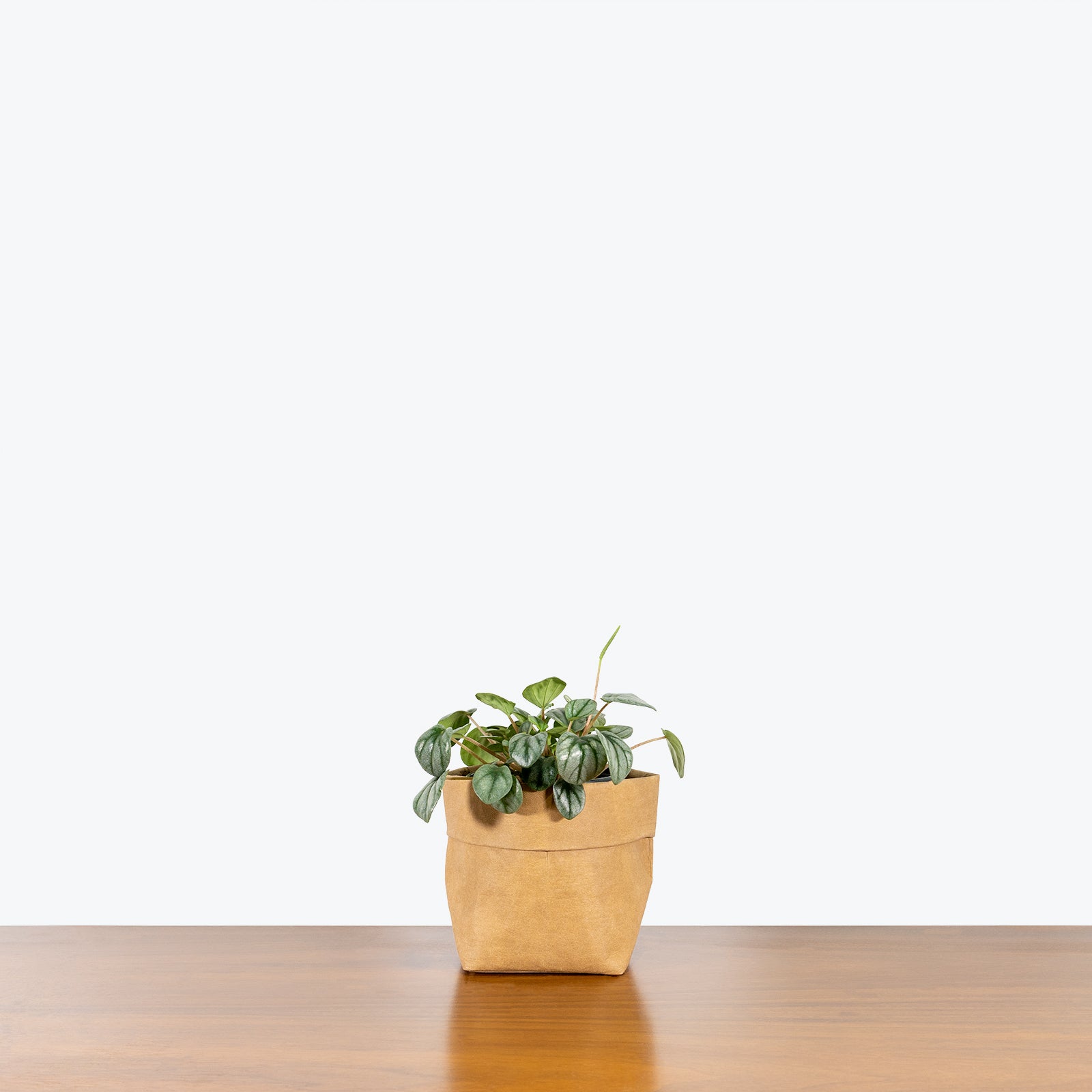 Peperomia Little Toscani - House Plants Delivery Toronto - JOMO Studio