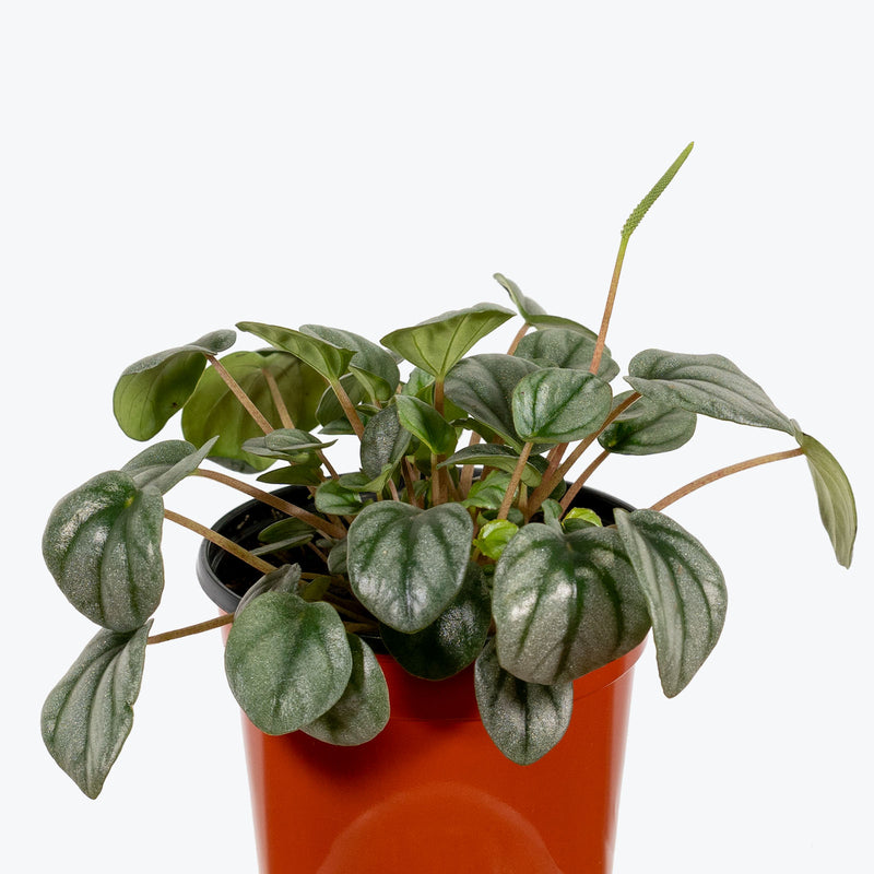 Peperomia Little Toscani - House Plants Delivery Toronto - JOMO Studio