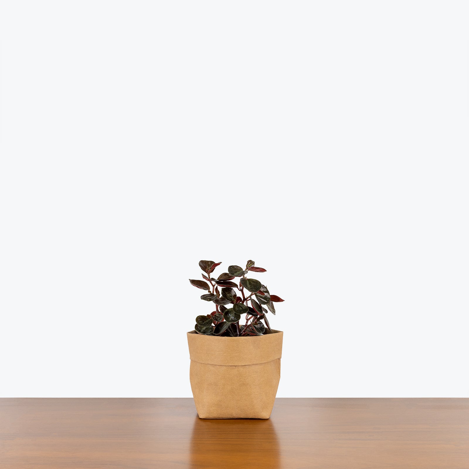 Red Tree Peperomia - Peperomia Metallica - House Plants Delivery Toronto - JOMO Studio