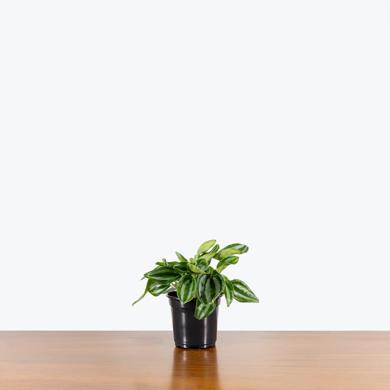 Peperomia Mini Watermelon - House Plants Delivery Toronto - JOMO Studio