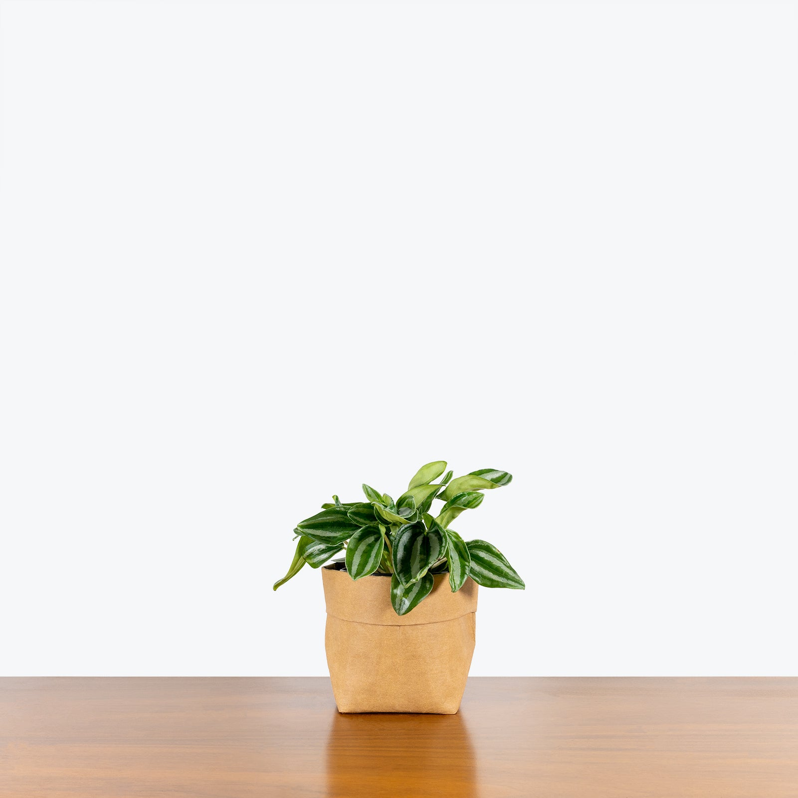 Peperomia Mini Watermelon - House Plants Delivery Toronto - JOMO Studio