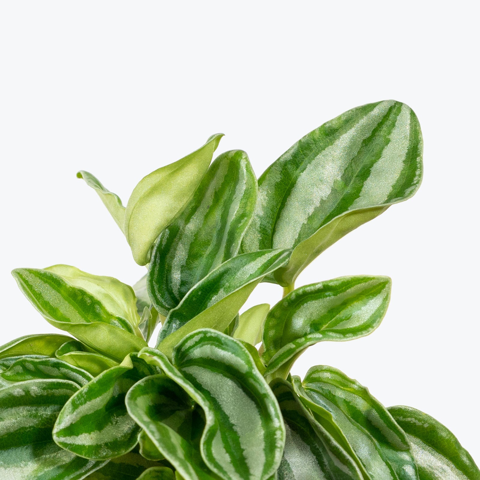 Peperomia Mini Watermelon - House Plants Delivery Toronto - JOMO Studio