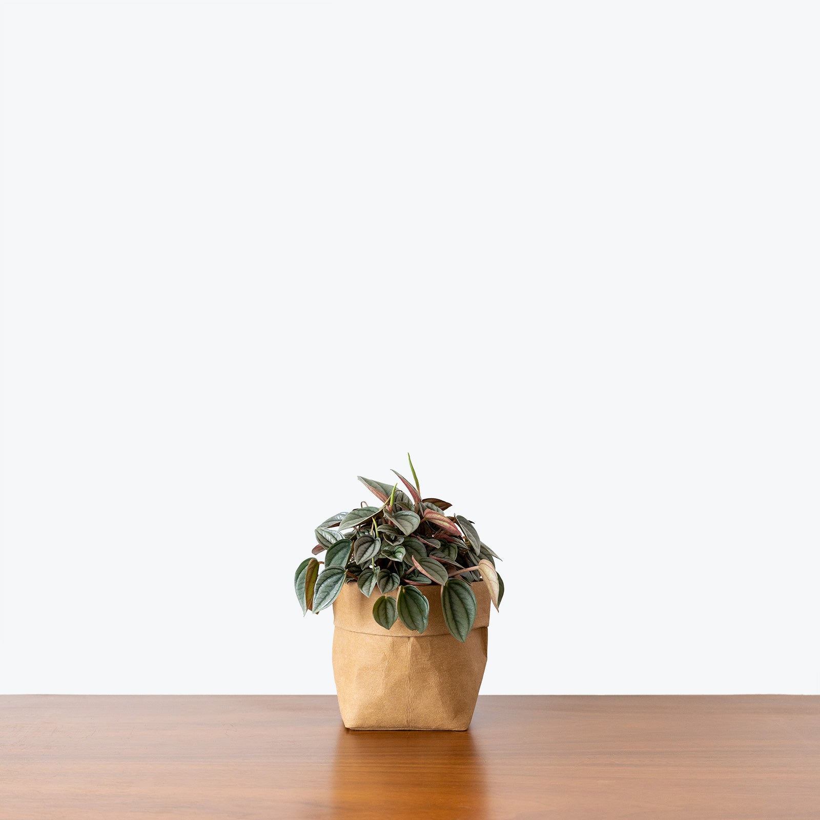 Peperomia Napoli Nights - House Plants Delivery Toronto - JOMO Studio
