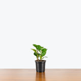 Peperomia Obtusifolia — 4" Pot (smaller than picture)