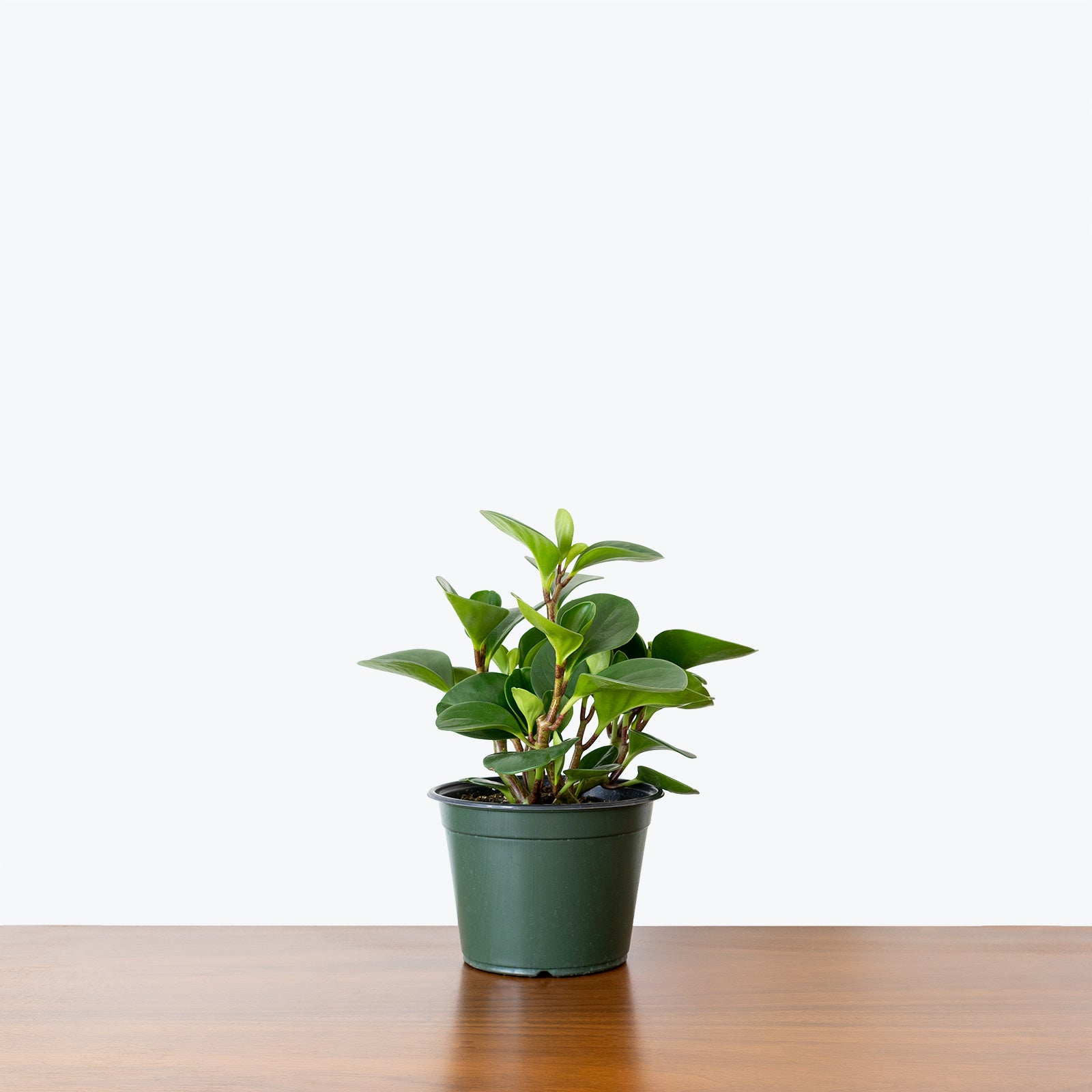 Peperomia Obtusifolia - House Plants Delivery Toronto - JOMO Studio