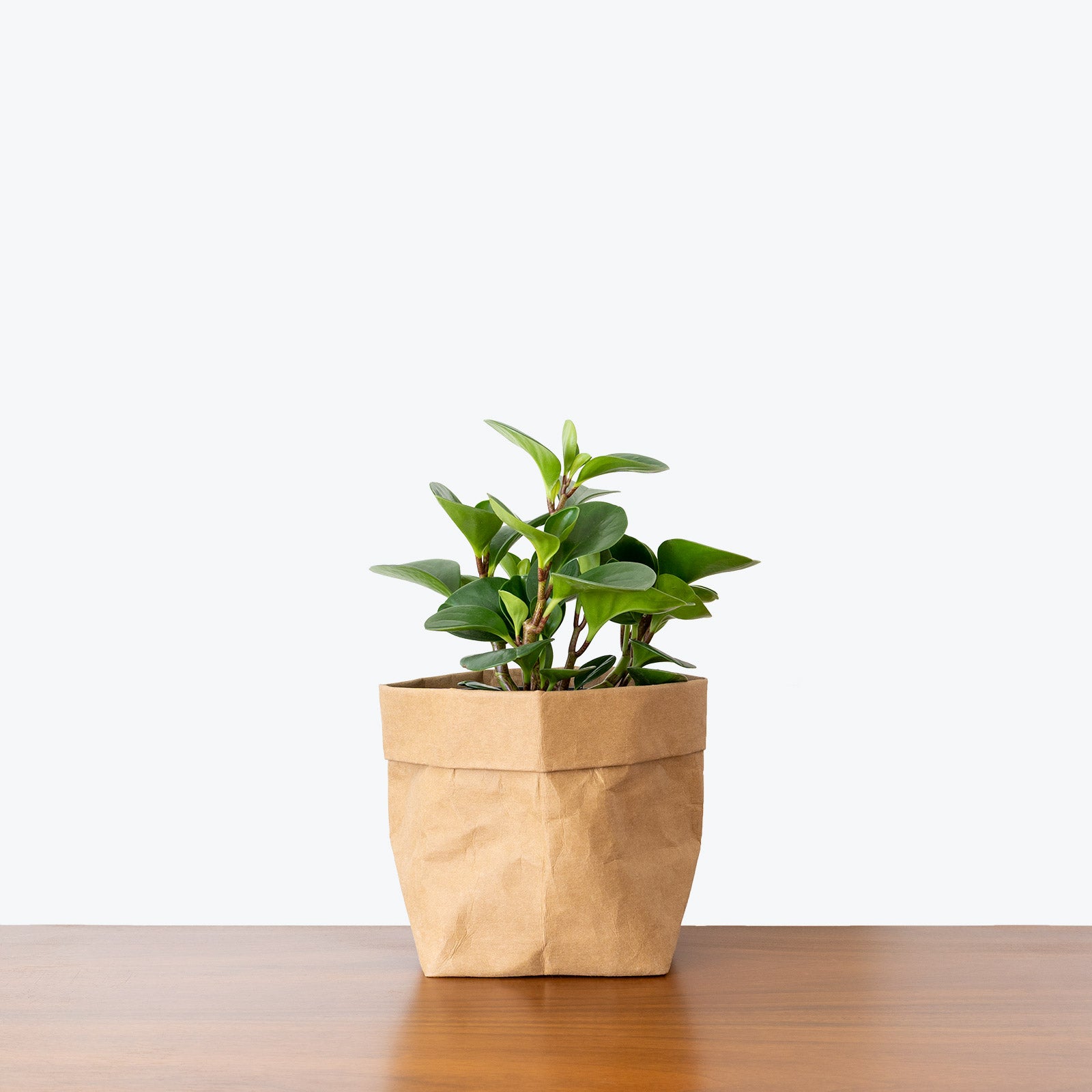 Peperomia Obtusifolia - House Plants Delivery Toronto - JOMO Studio