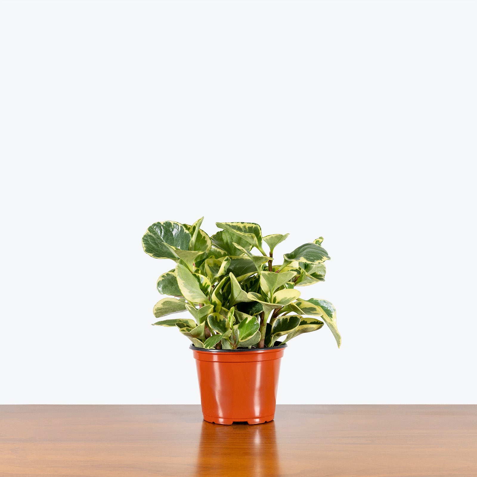 Peperomia Obtusifolia Golden Gate - House Plants Delivery Toronto - JOMO Studio