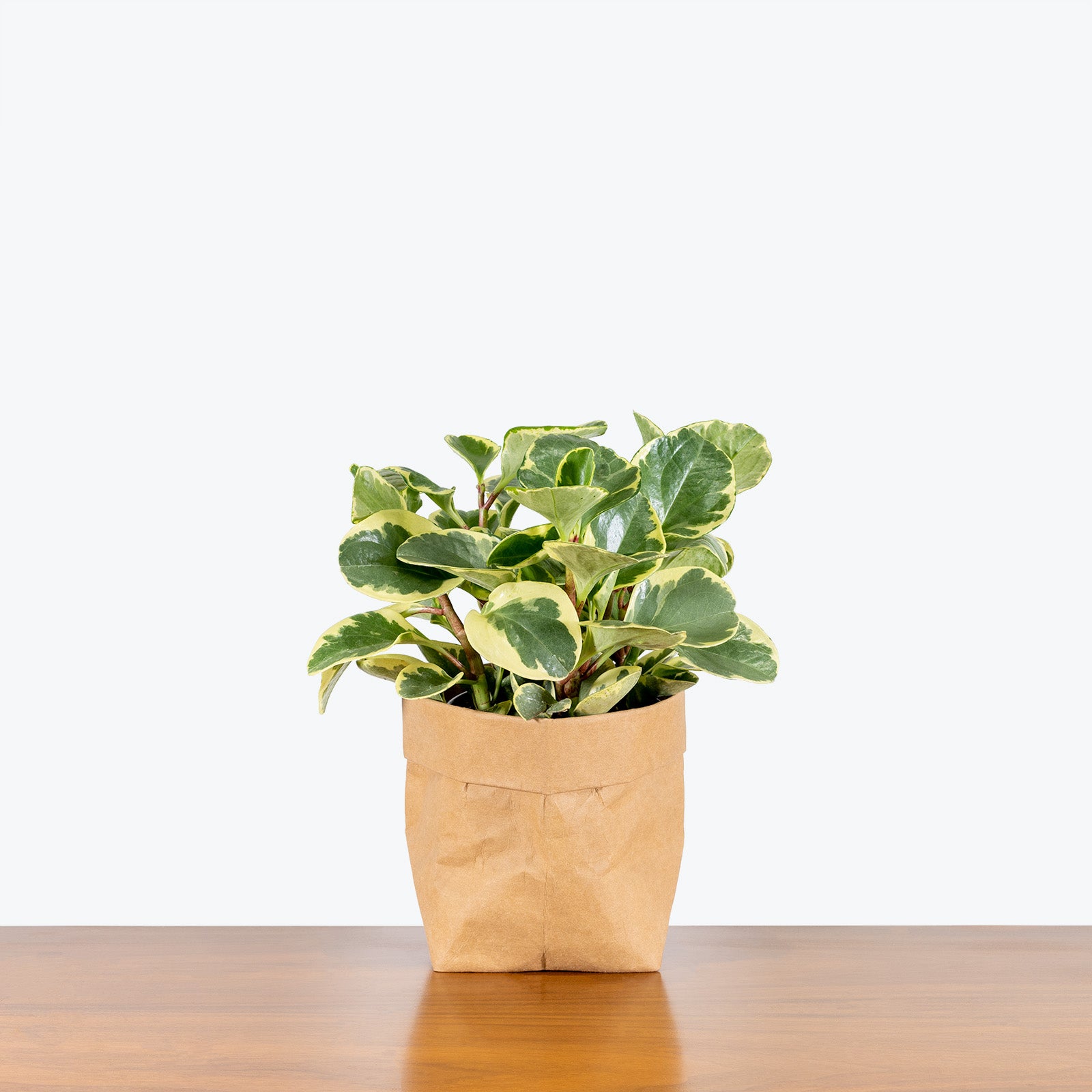 Peperomia Obtusifolia Golden Gate - House Plants Delivery Toronto - JOMO Studio